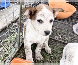 Mutt Dogs for adoption in Houston, TX, USA