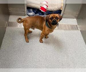 Puggle Dogs for adoption in Orange, CA, USA