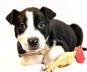 Border Collie Dogs for adoption in Menifee, CA, USA
