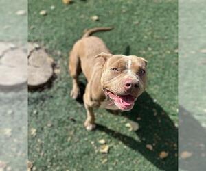 American Pit Bull Terrier Dogs for adoption in Chula Vista, CA, USA
