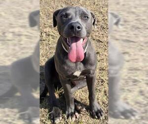 Mutt Dogs for adoption in Houston, TX, USA