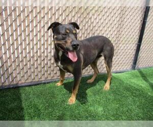 Rotterman Dogs for adoption in Norco, CA, USA