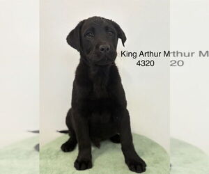Labrador Retriever Dogs for adoption in Studio City, CA, USA
