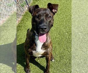 American Pit Bull Terrier-Unknown Mix Dogs for adoption in Fayetteville, NC, USA