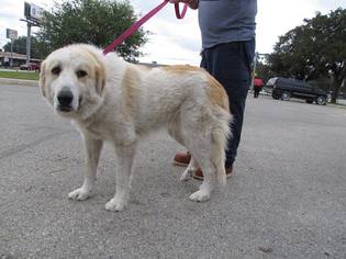Great Pyrenees Dogs for adoption in Pleasanton, TX, USA