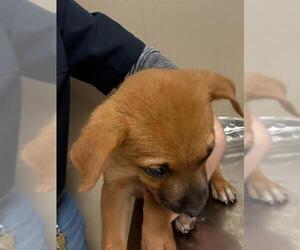 Labrador Retriever-Unknown Mix Dogs for adoption in Conroe, TX, USA