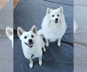 American Eskimo Dog-Chow Chow Mix Dogs for adoption in Pikesville, MD, USA