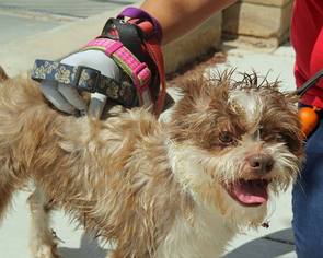 Small Cairn Terrier