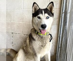 Siberian Husky Dogs for adoption in San Bernardino, CA, USA