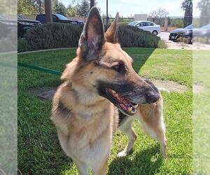 German Shepherd Dog Dogs for adoption in Riverside, CA, USA