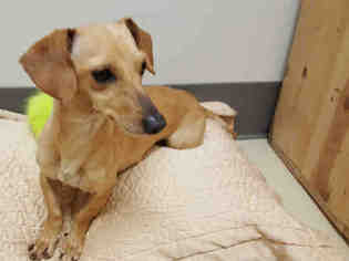 Dachshund Dogs for adoption in Lacombe, LA, USA