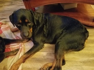 Rottweiler Dogs for adoption in DeLand, FL, USA