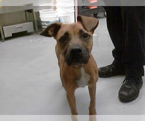 Labrador Retriever-Unknown Mix Dogs for adoption in Fayetteville, NC, USA