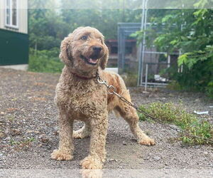 Goldendoodle Dogs for adoption in Lewistown, PA, USA