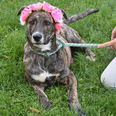 View Ad Catahoula Leopard Dog Whippet Mix Dog For Adoption Near