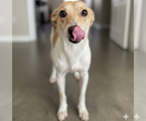 Unknown-Whippet Mix Dogs for adoption in Vail, AZ, USA