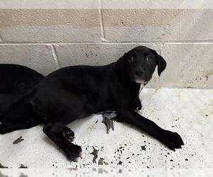 Labrador Retriever-Unknown Mix Dogs for adoption in Raleigh, NC, USA