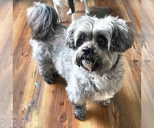 Shih Tzu-Unknown Mix Dogs for adoption in Alexandria, KY, USA