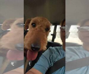 Airedale Terrier-Unknown Mix Dogs for adoption in Westwood, NJ, USA