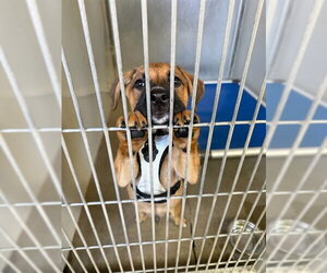 German Shepherd Dog-Unknown Mix Dogs for adoption in Santa Barbara, CA, USA