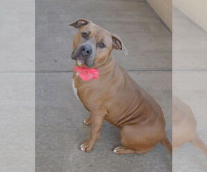 American Staffordshire Terrier-Unknown Mix Dogs for adoption in McKinney, TX, USA