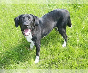 Lab-Pointer Dogs for adoption in LAKE ST LOUIS, MO, USA