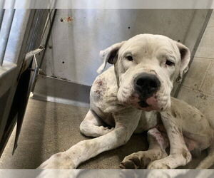 Dogo Argentino Dogs for adoption in San Bernardino, CA, USA