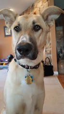 Anatolian Shepherd-Labrador Retriever Mix Dogs for adoption in Rockaway, NJ, USA