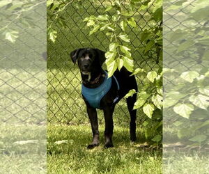 Bulldog-Labrador Retriever Mix Dogs for adoption in Tarrytown, GA, USA