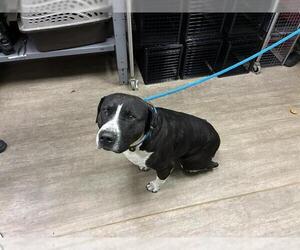 American Pit Bull Terrier Dogs for adoption in Pasadena, CA, USA