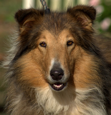 Collie Dogs for adoption in Sparta, TN, USA