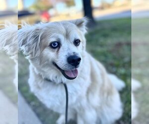 American Eskimo Dog-Spaniel Mix Dogs for adoption in Royse City, TX, USA