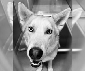 German Shepherd Dog-Siberian Husky Mix Dogs for adoption in South Lake Tahoe, CA, USA