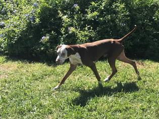 Pointer Dogs for adoption in Seminole, FL, USA