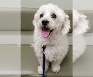 Poochon Dogs for adoption in Temecula, CA, USA