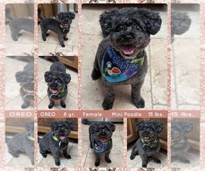 Poodle (Miniature) Dogs for adoption in Mesa, AZ, USA