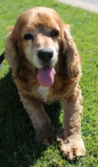 Cocker Spaniel Dogs for adoption in Los Angeles, CA, USA