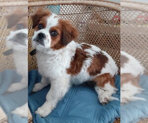 Colonial Cocker Spaniel-Unknown Mix Dogs for adoption in Bellevue, WA, USA
