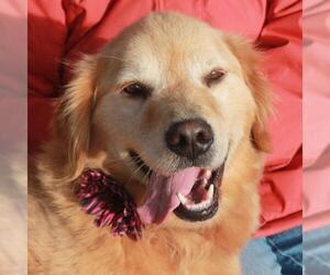 Golden Retriever Dogs for adoption in Garfield Heights, OH, USA