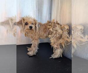 Maltese-Unknown Mix Dogs for adoption in San Antonio, TX, USA