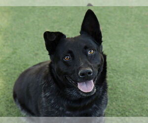 Mutt Dogs for adoption in Ojai, CA, USA