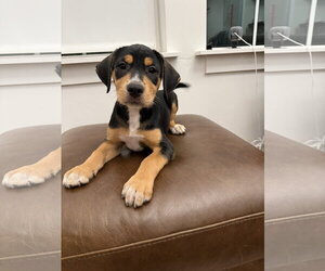Boxador Dogs for adoption in MIDWAY, UT, USA