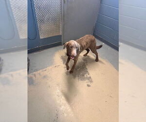 Labrador Retriever-Unknown Mix Dogs for adoption in Tallahassee, FL, USA