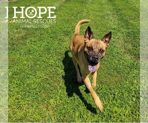 Boxer-Unknown Mix Dogs for adoption in Alton, IL, USA