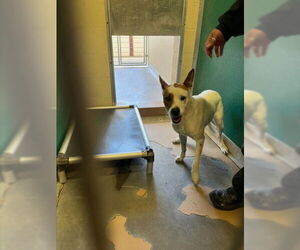 Mutt Dogs for adoption in Texas City, TX, USA