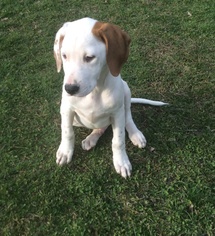 Medium Photo #1 Boxer-Coonhound Mix Puppy For Sale in Livonia, MI, USA