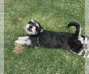 Mutt Dogs for adoption in Phoenix, AZ, USA