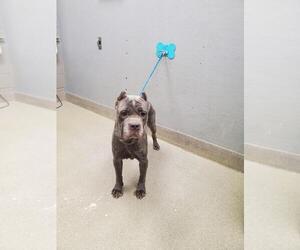 Mutt Dogs for adoption in Las Vegas, NV, USA