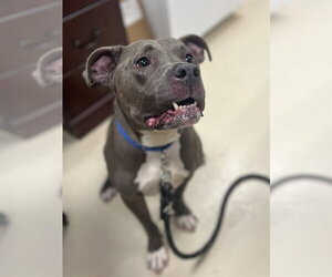 Mutt Dogs for adoption in Center Township, PA, USA