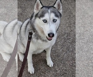 Siberian Husky Dogs for adoption in Carrollton, TX, USA